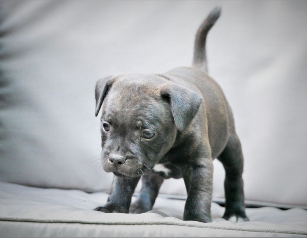 Of Queens Of The Black Moon - Staffordshire Bull Terrier - Portée née le 30/05/2019