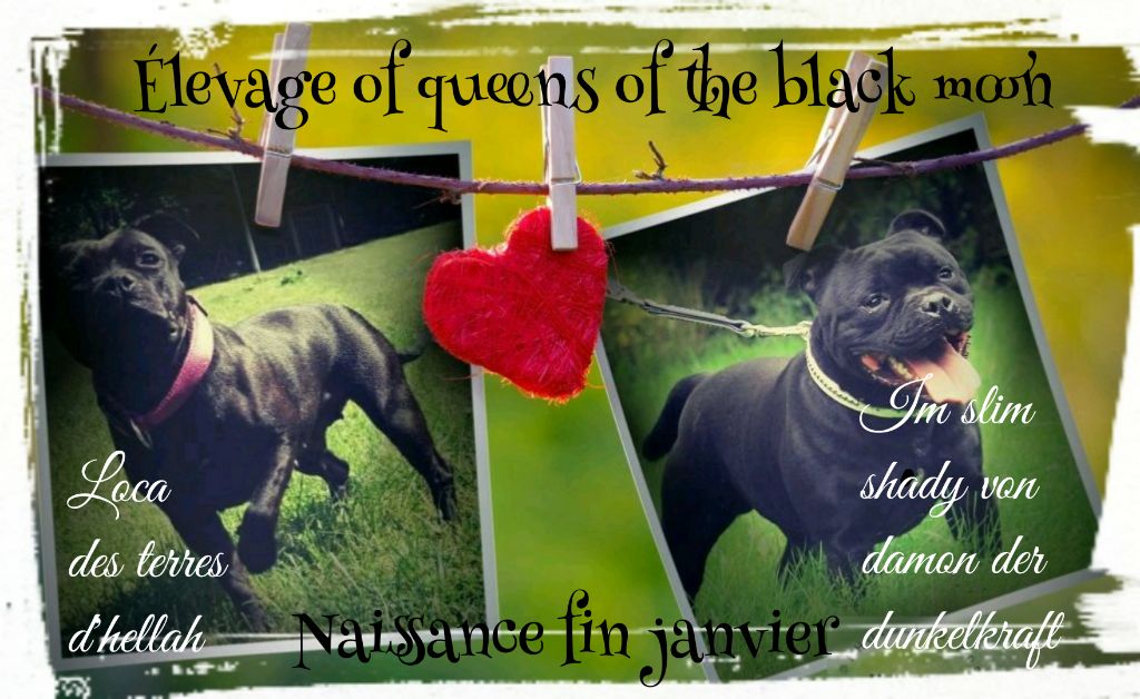 Of Queens Of The Black Moon - Staffordshire Bull Terrier - Portée née le 28/01/2018