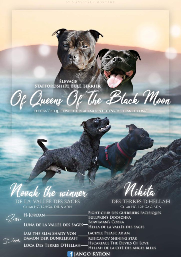 Of Queens Of The Black Moon - Staffordshire Bull Terrier - Portée née le 27/02/2020