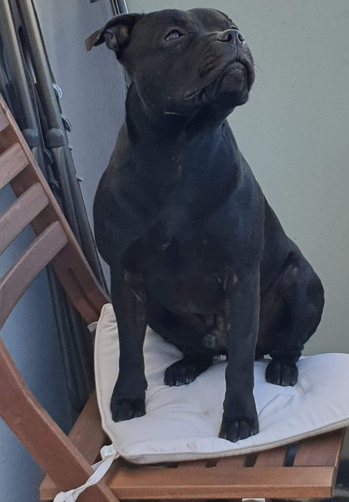 Oggy Of Queens Of The Black Moon